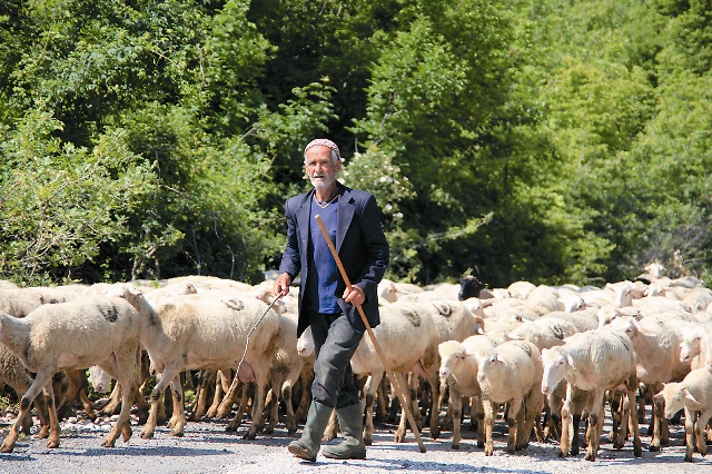 Албанский пастух